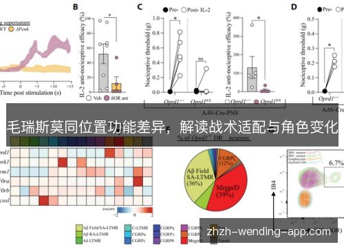 毛瑞斯莫同位置功能差异，解读战术适配与角色变化
